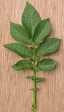 130px_Aardappel_blad_Solanum_tuberosum