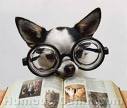 chien lunette